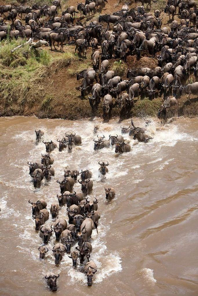 Kenya — Maasai Mara: Where Legends Roam Free.